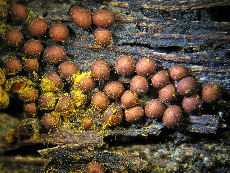 Perichaena corticalis